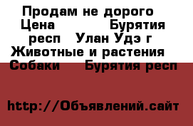 Продам не дорого › Цена ­ 4 000 - Бурятия респ., Улан-Удэ г. Животные и растения » Собаки   . Бурятия респ.